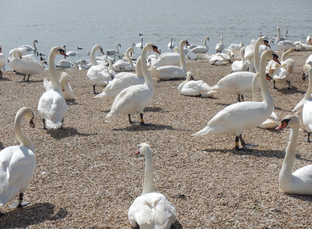 Abbotsbury Swannery