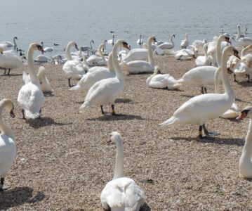 Trip to Abbotsbury Swannery