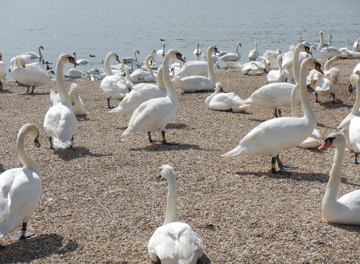 Trip to Abbotsbury Swannery