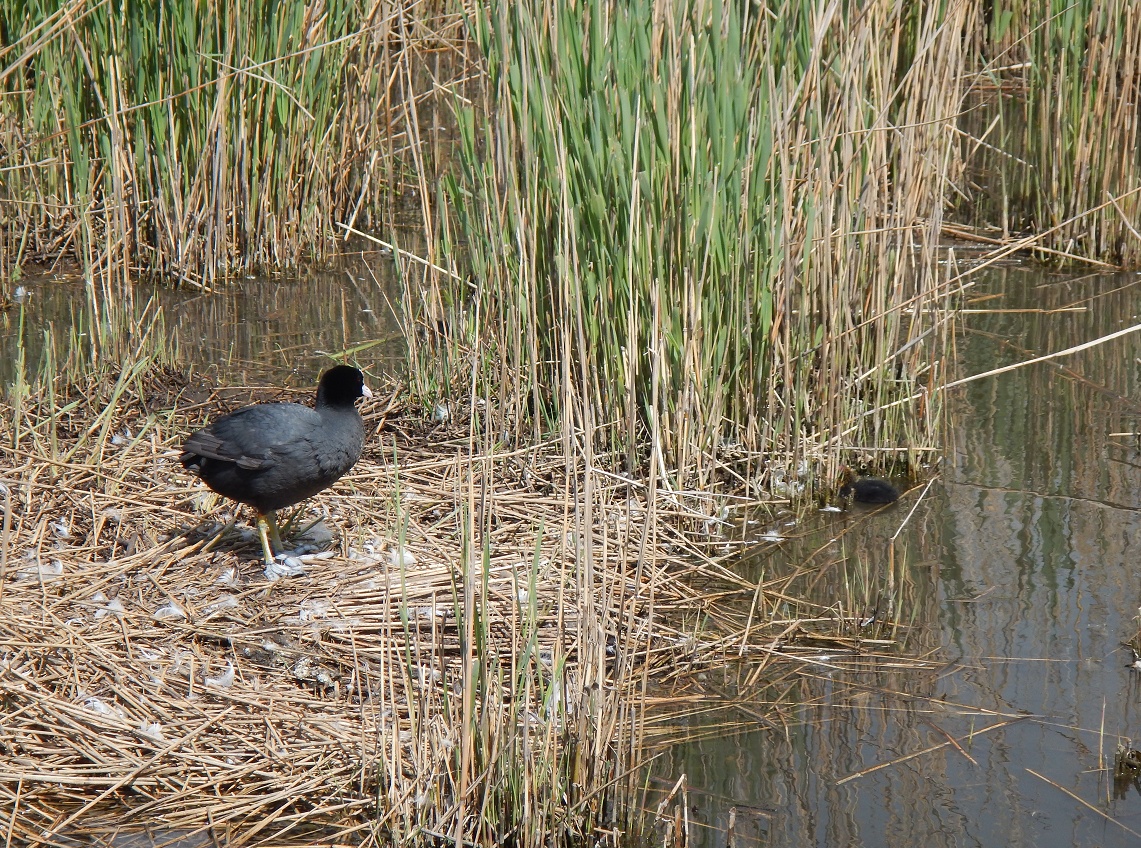 Abbotsbury Swannery bird reserve