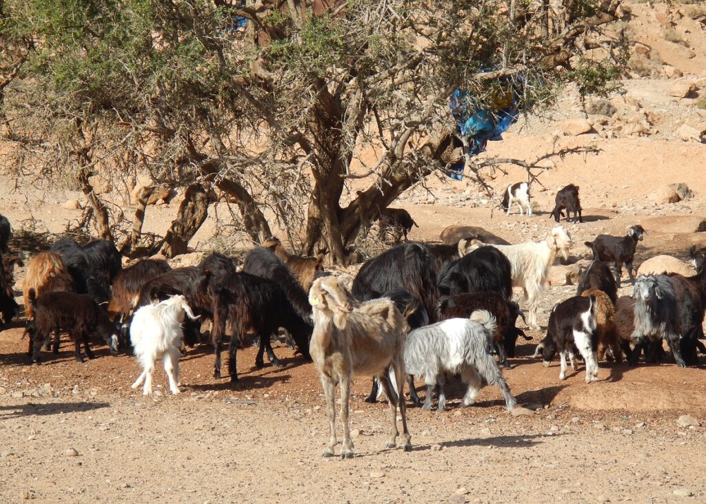 Moroccan goats