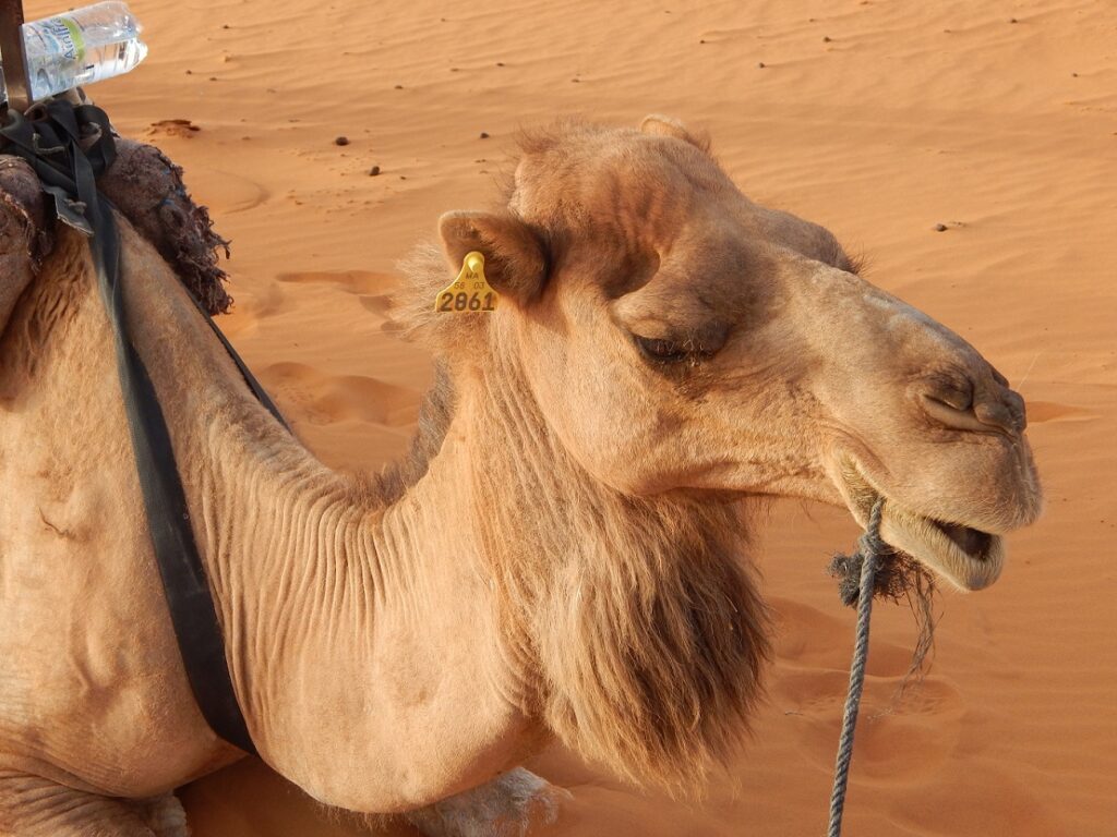 Moroccan camel