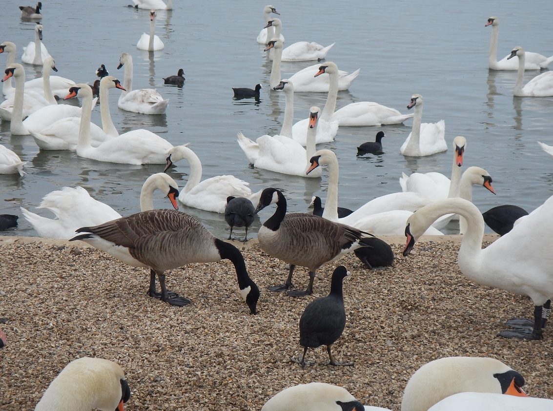 Abbotsbury Swannery bird feeding