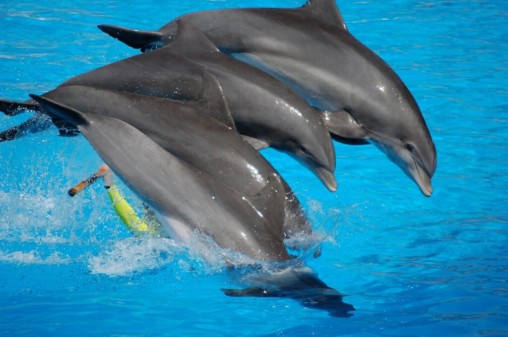 Dolphins in Tenerife