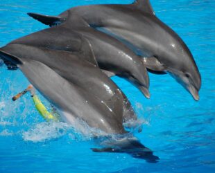 Dolphins in Tenerife