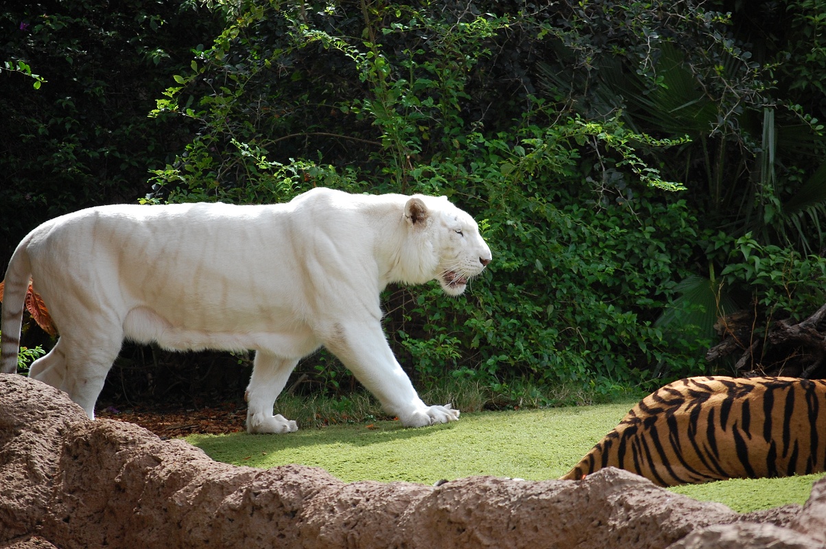 White tiger in Loro Park
