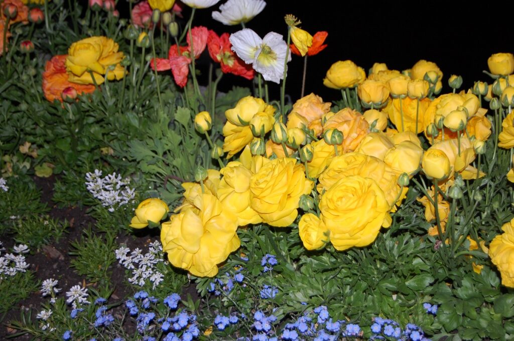 Flowers near Geneva lake