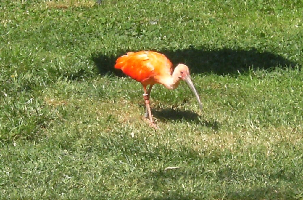 A bird in Zoo Dvur Kralove