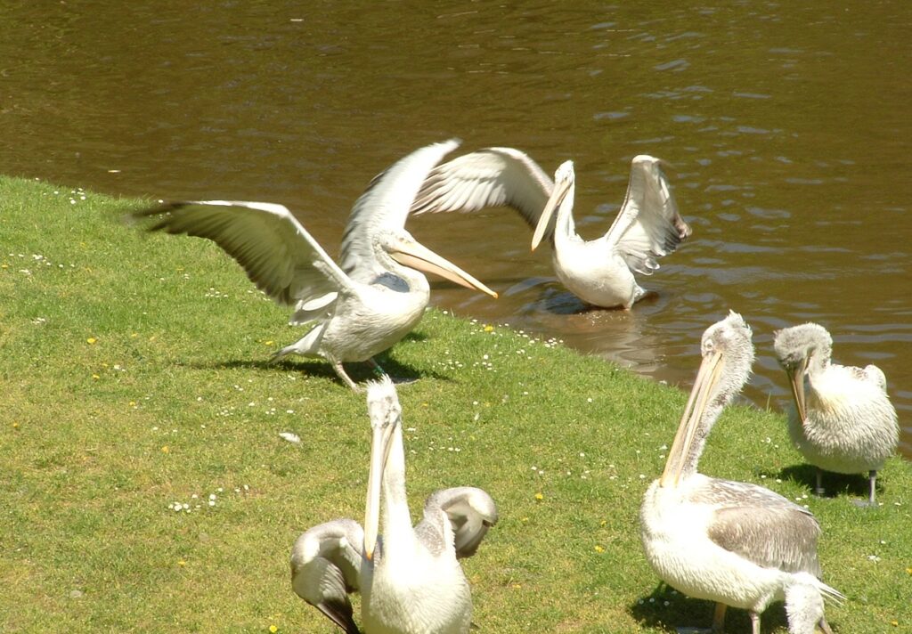 Pelicans Birds in Zoo Dvur Kralove