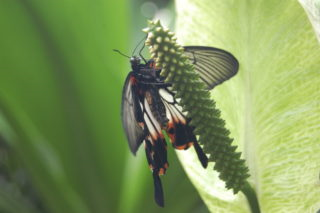 Butterfly in Mainau tropical garden
