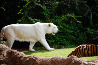 Tiger in Loro Park