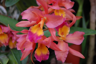 Mainau orchids
