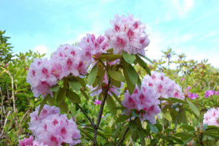 Rhododendron flowers