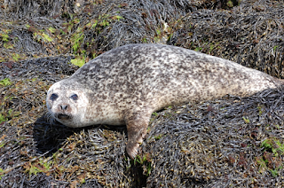 Seal near Isle of Skye