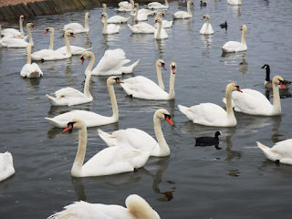 Abbotsbury Swannery