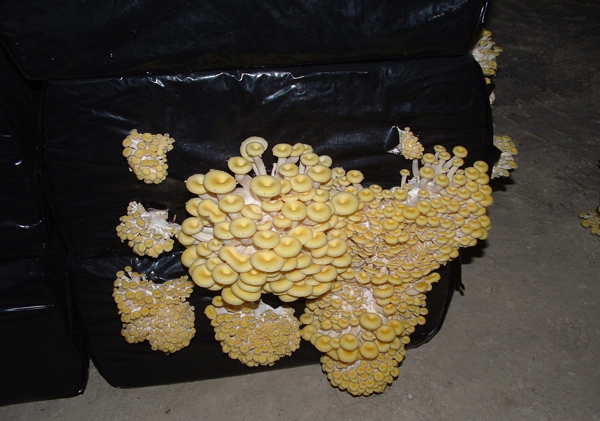 Cave of mushrooms