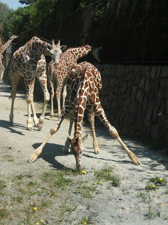 Giraffes in Zoo Dvur Kralove
